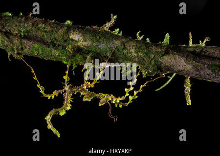 Moos mimischen Stabheuschrecke (Trychopeplus Laciniatus) getarnt auf bemoosten Rebe. Cordillera De Talamanca Gebirgskette, Karibik Pisten, costarica. Stockfoto