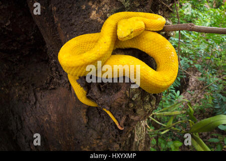 Wimpern Grubenotter (Bothriechis Schlegelii) in costarica. Stockfoto