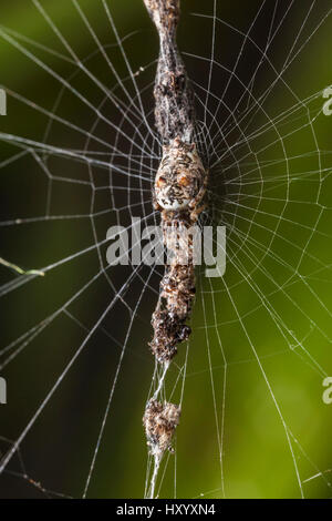 Trashline Orb Weaver Spider (Cyclosa SP.) getarnt auf befestigt vertikale Linie von Schutt im Web, San Jose, Costa Rica. Stockfoto