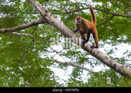 Schwarz-handed Klammeraffe (Ateles Geoffroyi). Die Halbinsel Osa, Costa Rica. Mai... Vom Aussterben bedrohte Arten. Stockfoto