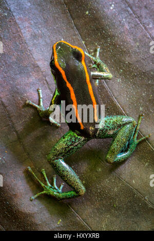 Golfodulcean poison Frog (Phyllobates Vittatus), Halbinsel Osa, Costa Rica. Stockfoto