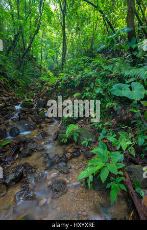 Regenwald-Stream, Lebensraum des Golfodulcean poison Frog (Phyllobates Vittatus). Die Halbinsel Osa, Costa Rica. Stockfoto