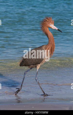 Rötliche Silberreiher (Egretta saniert) im dunklen Phase am Strand. Tampa Bay, St. Petersburg, Florida, USA. Juli. Stockfoto