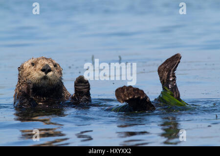 Südlichen Seeotter (Enhydra Lutris Nereis), teilweise eingehüllt in Aal Rasen, Pflege in der Nähe von Monterey, Kalifornien, USA. August. Stockfoto