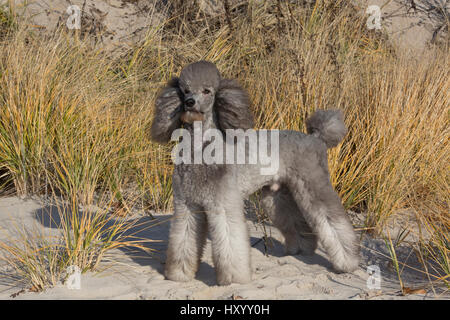 Inländische Großpudel auf Sanddüne. Waterford, Connecticut, USA. Dezember. Stockfoto
