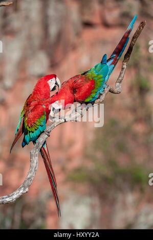 Paar rote und Grüne Aras (Ara Chloropterus) putzen. Burraco Das Araras (Doline der Aras), Jardim, Mato Grosso do Sul, Brasilien. September. Stockfoto