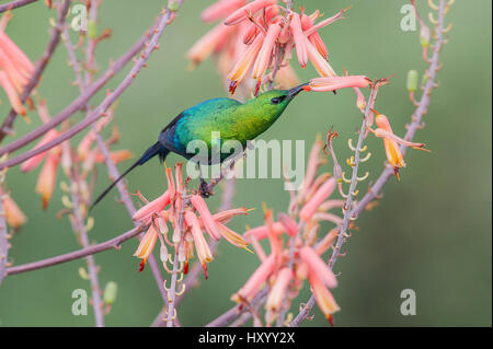 Malachit Sunbird (Nectarinia Famosa) Männchen ernähren sich von Aloe Blume. Ndutu Gegend, Ngorongoro Conservation Area NCA / Serengeti-Nationalpark. April. Stockfoto