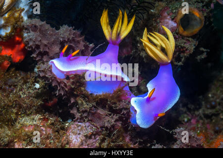 Nudbranch (Hyselodoris Apolegma) paar. Lembeh Strait, Nord-Sulawesi, Indonesien. Stockfoto