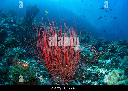 Meer-Peitsche oder Gorgonie (Ellisella Ceratophyta) am Riff.  West-Papua, Indonesien. Stockfoto