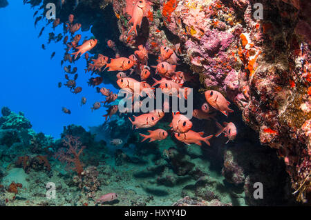 Schule der roten Soldatenfische (Myripristis Murdjan). Ägypten, Rotes Meer. Stockfoto