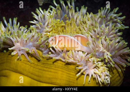 Rosa Anemonenfische (Amphiprion Perideraion) mit Host-Anemone (Heteractis Magnifica). Bunaken Nationalpark, Nord-Sulawesi, Indonesien. Stockfoto