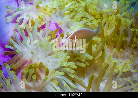 Rosa Anemonenfische (Amphiprion Perideraion) mit Host-Anemone (Heteractis Magnifica).  Bunaken Nationalpark, Nord-Sulawesi, Indonesien. Stockfoto