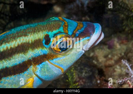 Kopfporträt Rainbow Monocle Brachsen oder kahle Stelle Monocle Brachsen (Scolopis Temporalis). West-Papua, Indonesien. Stockfoto