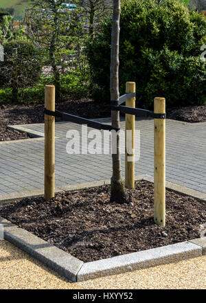 Baum Einsätze zur Unterstützung einer neu gepflanzten Baum. Beiträge und flexible Umreifung halten den jungen Baum. Stockfoto