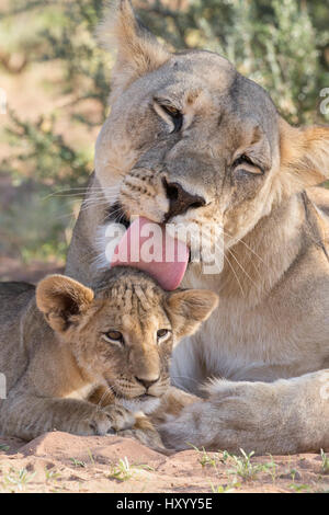 Löwin Pflege Cub (Panthera Leo), Kgalagadi Transfrontier Park, Northern Cape, Südafrika, Februar. Stockfoto