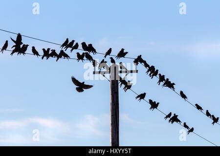 Dohlen (Corvus Monedula) sammeln auf telegraph Drähte über Farmland, Dumfries und Galloway, Schottland, UK, März. Stockfoto