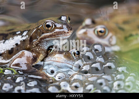 Gemeinsamen Frösche (Rana Temporaria) im Teich, Northumberland, England, März laichen. Stockfoto