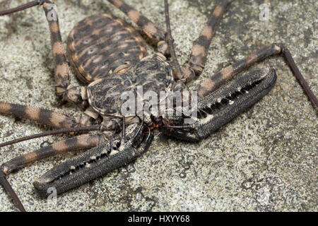 Tailless Peitsche Scorpion (Damon Diadema) gefangen aus Ostafrika. Oktober. Stockfoto