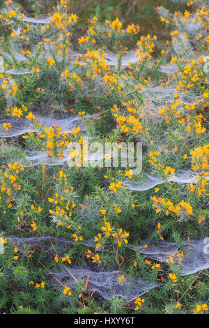 Spinnweben in Tau auf Stechginster (Ulex), Oktober behandelt. Stockfoto