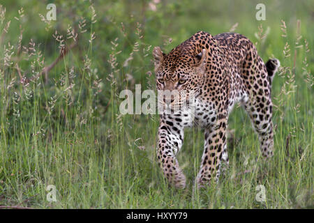 Leopard (Panthera Pardus) stalking Beute, Londolozi Private Game Reserve, Sabi Sands Game Reserve, Südafrika. Stockfoto