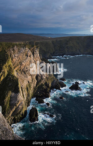 Basstölpel (Sula Bassana) Kolonie auf Klippen am Hermaness National Nature Reserve. Unst, Shetland, Schottland. April. Stockfoto