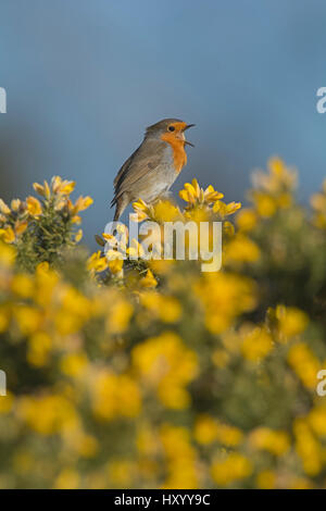 Robin (Erithacus Rubecula) singen im Frühjahr thront auf Ginster. Norfolk, England, Vereinigtes Königreich. März. Stockfoto