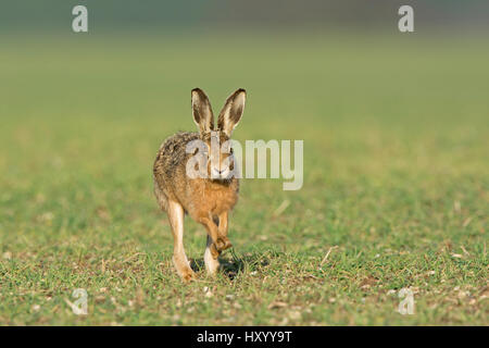 Feldhase (Lepus Europaeus) läuft in der Nähe von Holt, Norfolk, England, UK. März. Stockfoto