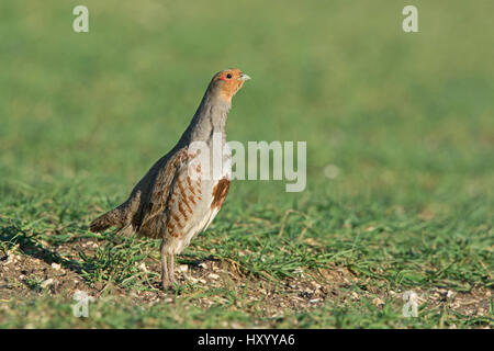 Rebhuhn (Perdix Perdix) Porträt des Mannes. North Norfolk, England, Vereinigtes Königreich. März. Stockfoto