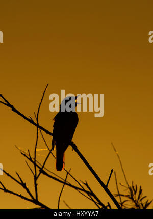 Nachtigall (Luscinia Megarhynchos) in Lied, Silhouette, Camargue, Provence, Frankreich. Mai. Stockfoto