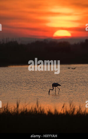 Rosaflamingo (Phoenicopterus Roseus) Fütterung im Pool in der Dämmerung. Camargue, Provence, Frankreich. Mai 2015. Stockfoto