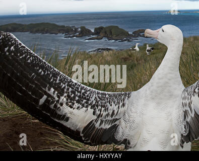 Wanderalbatros (Diomedea Exulans) Anzeige auf Albatross Island, Bucht der Inseln, Süd-Georgien. Januar 2015. Stockfoto