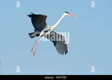 Graureiher (Ardea Cinerea) im Flug. Camargue, Provence, Frankreich. Mai. Stockfoto