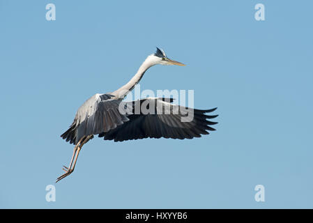 Graureiher (Ardea Cinerea) im Flug. Camargue, Provence, Frankreich. Mai. Stockfoto