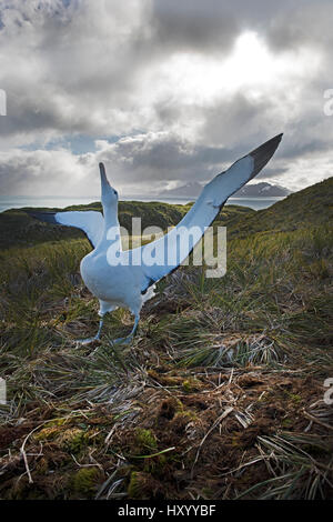 Wanderalbatros (Diomeda Exulans) anzeigen. Albatross Island, Bucht der Inseln, Süd-Georgien. Januar 2015. Stockfoto