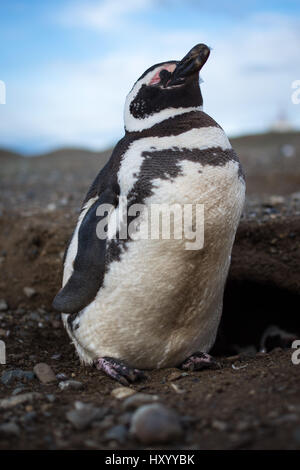 Ein Magellan-Pinguin steht auf Isla Magdalena, Chile Stockfoto