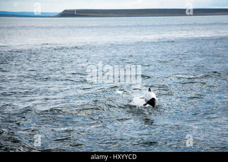 Ein Commerson-Delfin (Cephalorhynchus Commersonii) springt aus dem Wasser vor der Küste von Punta Arenas, Chile. Stockfoto