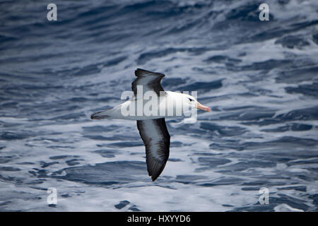 Black-browed Albatross (Thalassarche Melanophris) während des Fluges über dem Südatlantik, Süd-Georgien. Januar. Stockfoto
