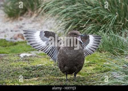 Braune Skua (Stercorarius Antarcticus) aufrufen und stretching Flügel. Salisbury Plain, Süd-Georgien. Januar. Stockfoto