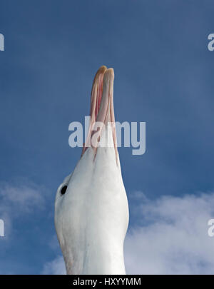 Wanderalbatros (Diomedea Exulans) Kopf Porträt nachschlagen. Albatross Island, Süd-Georgien. Januar. Stockfoto