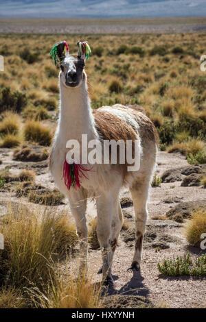 Eine Lama weidet auf dem bolivianischen altiplano Stockfoto