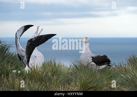 Wanderalbatros (Diomedea Exulans) paar anzeigen. Albatross Island, Süd-Georgien. Januar. Stockfoto