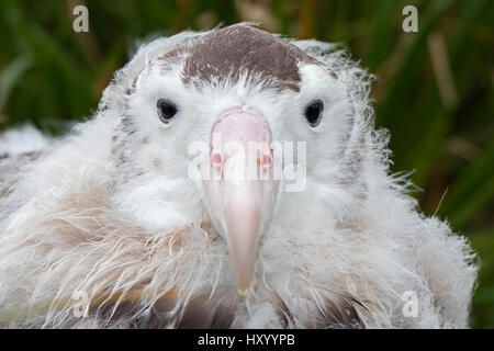 Wanderalbatros (Diomedea Exulans) Kopf Porträt jungen im Alter von 10 Wochen bereitet sich Nest zu verlassen. Alexandra Cape, Süd-Georgien. Januar. Stockfoto