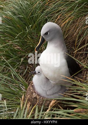 Grey-headed Albatross (Thalassarche Chrysostoma) Erwachsenen brütende Küken in der Kolonie Elsehul, Süd-Georgien. Januar. Stockfoto