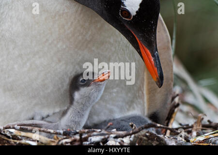 Gentoo Penguin (Pygoscelis Papua) mit Küken, Holmestrand, Süd-Georgien.  Januar. Stockfoto