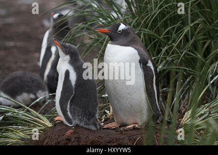 Gentoo Penguin (Pygoscelis Papua) Erwachsene mit Küken, Holmestrand, Süd-Georgien. Januar. Stockfoto