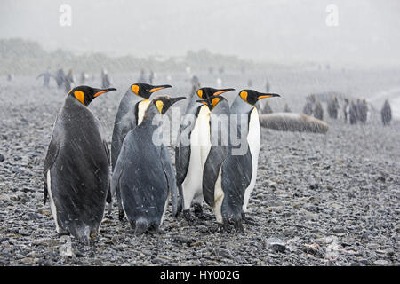 Königspinguine (Aptenodytes Patagonicus) am Strand im Regen. Holmestrand, Süd-Georgien. Januar. Stockfoto