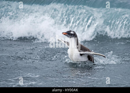 Gentoo Penguin (Pygoscelis Papua) Küken in der Brandung. Holmestrand, Süd-Georgien. Januar. Stockfoto