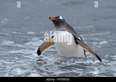 Gentoo Penguin (Pygoscelis Papua) im Wasser.  Holmestrand, Südgeorgien, Januar. Stockfoto