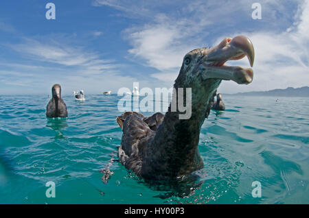 Nördlichen Giant Petrel (Macronectes Halli) in der Nähe von Kaikoura, Neuseeland. November. Stockfoto