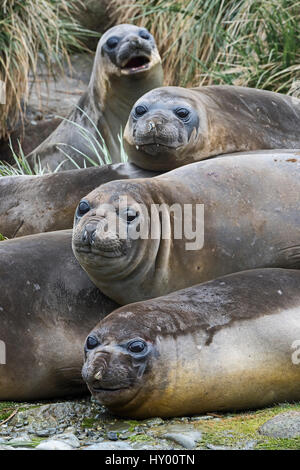 Südlichen See-Elefanten (Mirounga Leonina) zusammen zu einem Gravat Zeitpunkt, Süd-Georgien. Januar. Stockfoto